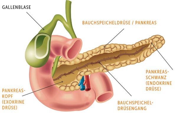 Anatomie Bauchspeicheldrüse