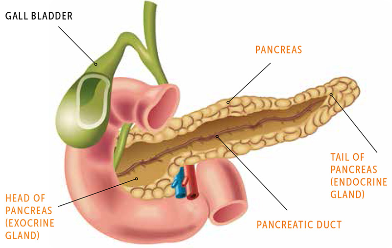 The Pancreas